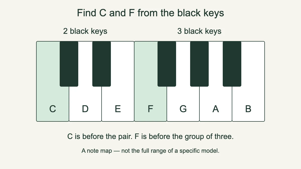 C and F located before groups of two and three black keys